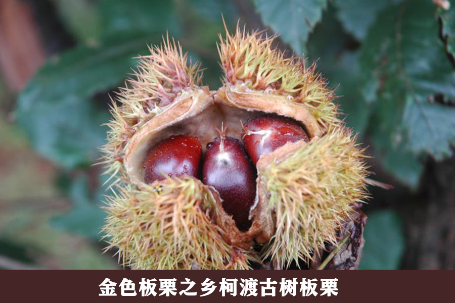 开云app最新版下载 - 开云(中国)