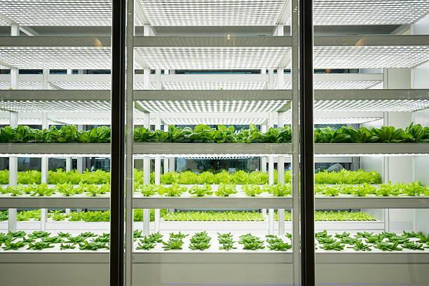 vegetable farm - 农业科技 個照片及圖片檔
