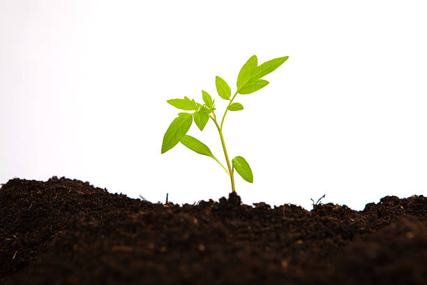 young tomato sapling in soil ground on white background - 种苗 個照片及圖片檔