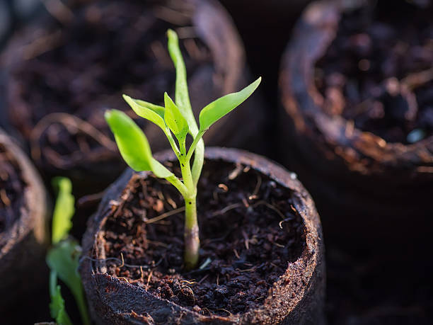 new beginning  spring sprouts - 种苗 個照片及圖片檔
