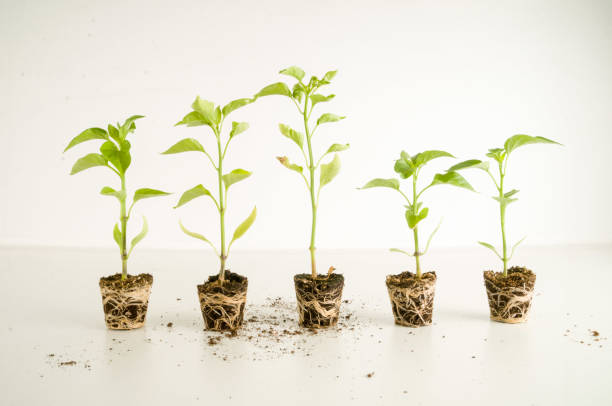 young tomato plant - 种苗 個照片及圖片檔