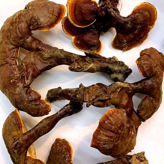 白灵芝批发采购_白灵芝供应_白灵芝价格_白灵芝批发网- 惠农网触屏版
