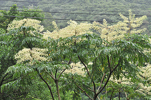 福星花園: 裡白楤木
