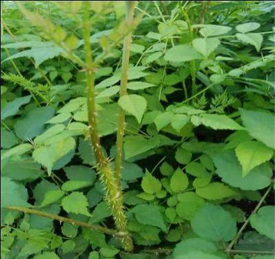 木本蔬菜天下第一山珍——龙芽楤木植物非试管高效快繁技术快繁龙芽楤木_繁殖